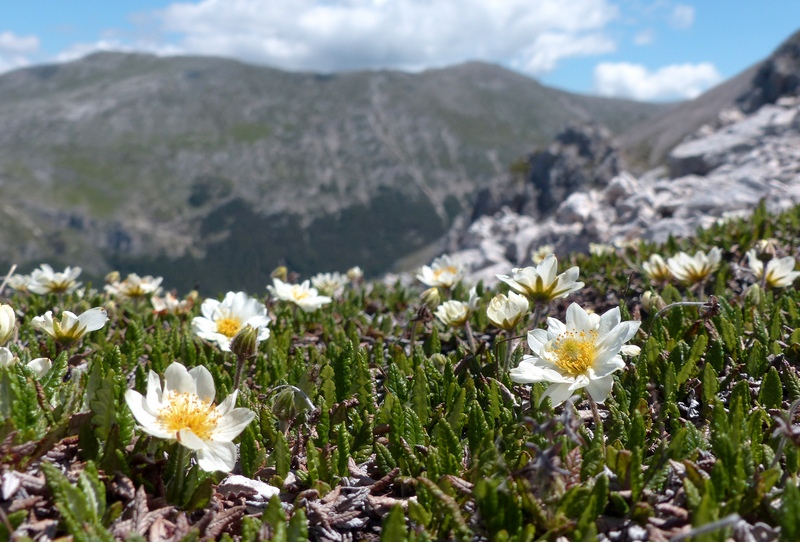 Monte Velino e Monti della Duchessa, le orchidee e la Natura  2024.